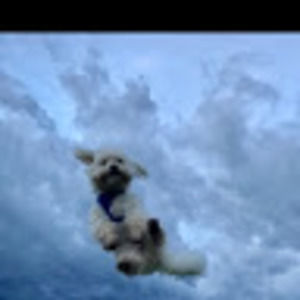 Meet your Posher, Celeste